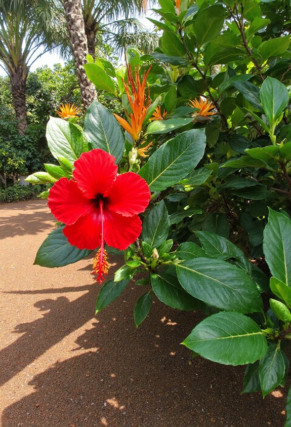 tropical hibiscus garden pairing