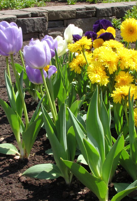 tulips and pansies together