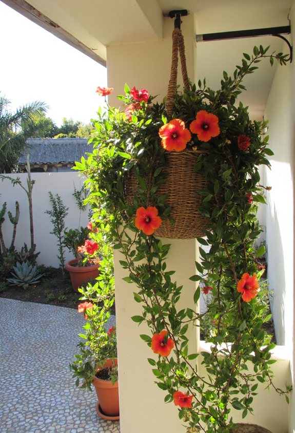 vibrant cascading hibiscus baskets