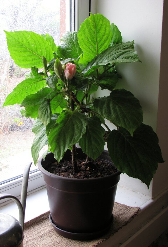 winter hibiscus thrives indoors